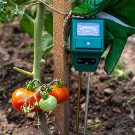 using a moisture meter on container tomatoes|tomato plant moisture meter instructions.